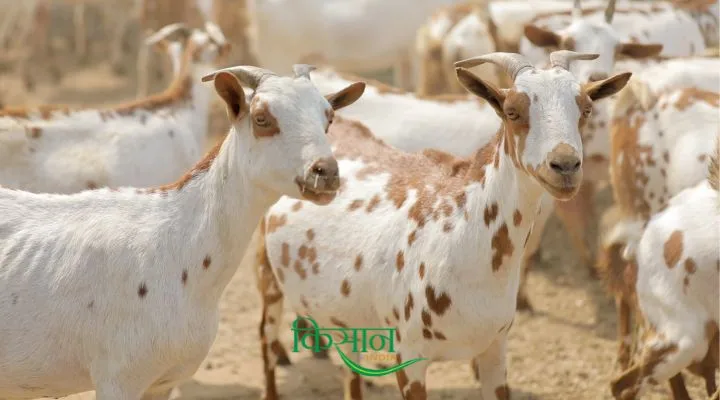 बकरी पालन की उन्नत विधियां Advanced Goat Rearing Techniques