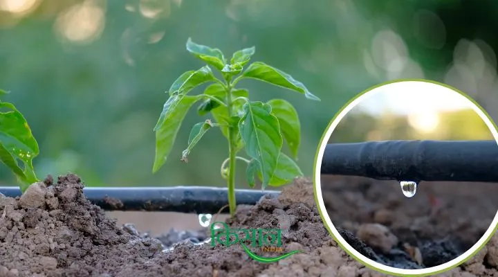 Drip Irrigation Technique ड्रिप सिंचाई प्रणाली