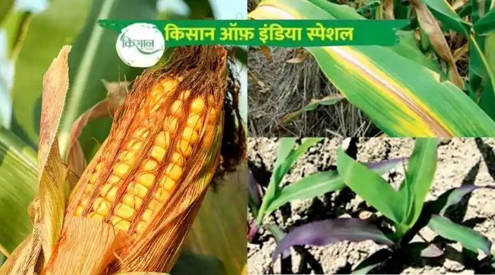 Nutrient Deficiencies In Maize मक्के की फ़सल में पोषक तत्व