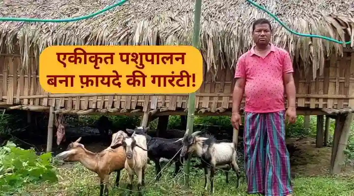 एकीकृत पशुपालन integrated livestock farming