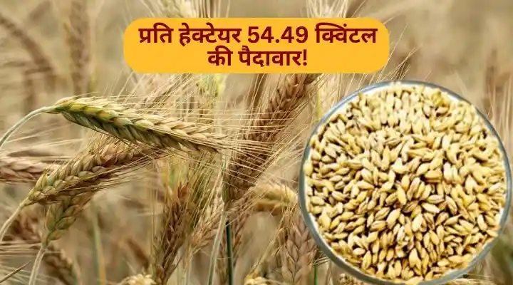 Barley Cultivation जौ की उपज