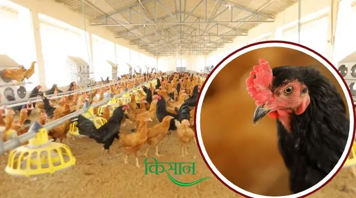 Poultry Health Management पोल्ट्री स्वास्थ्य प्रबंधन