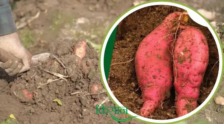 Tuber Crops Cultivation: कंद फसलों की खेती