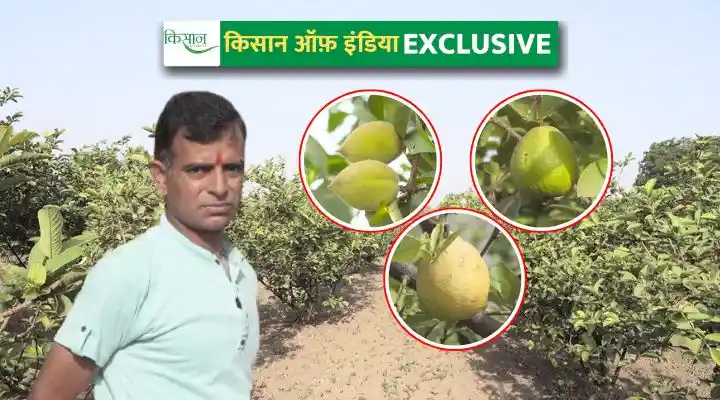 organic farming techniques जैविक खेती के तरीके