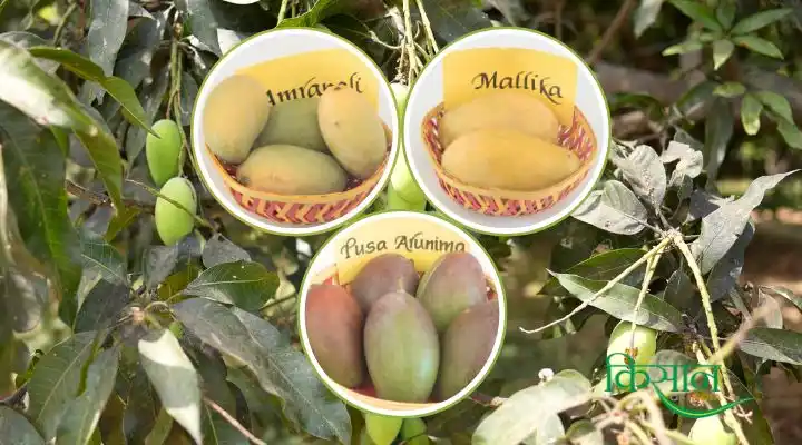 pusa mango varieties आम की किस्में