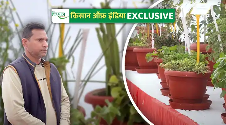 औषधीय और सुगंधित पौधों की खेती Cultivation of medicinal and aromatic plants