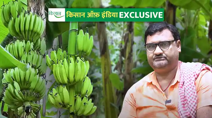 केले की खेती Banana Cultivation