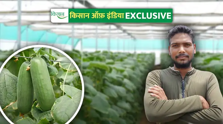 चाइनीज खीरे की खेती Cultivation of Chinese Cucumber