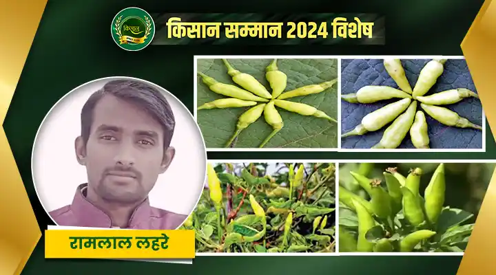 जईया मिर्च की खेती Cultivation of Jaiya Chilli