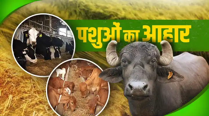 पशुओं का आहार animal nutrition