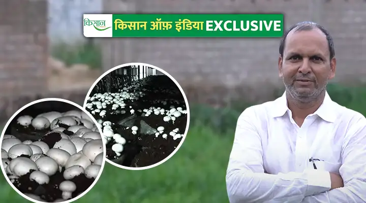 बटन मशरूम की खेती Mushroom Cultivation