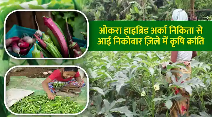Agricultural Revolution: केमिकल से मुक्त, मुनाफ़े से युक्त, जानिए कैसे Car Nicobar के पैट्रिक ने कृषि में रचा इतिहास