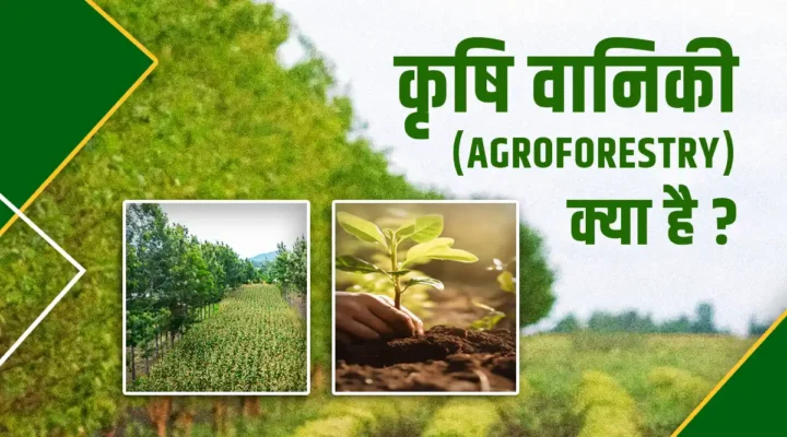 Agroforestry एग्रोफ़ोरेस्ट्री