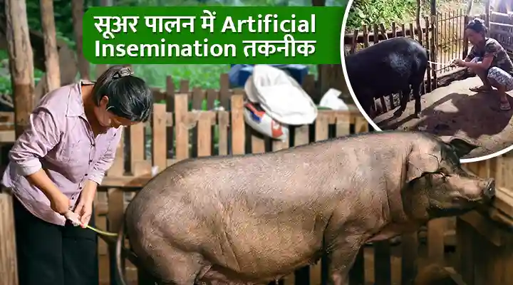 Artificial Insemination in Pig Farming सूअर पालन में कृत्रिम गर्भाधान तकनीक