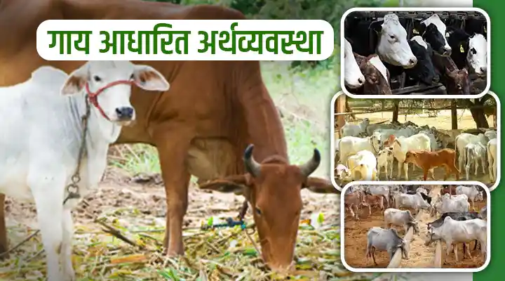 Cow-based economy: कैसे डेयरी किसान अपनी आय में कर सकते हैं इज़ाफा ?
