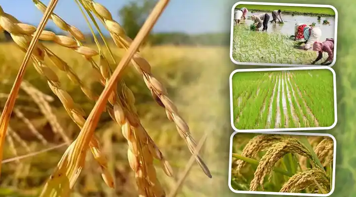 Top paddy Varieties