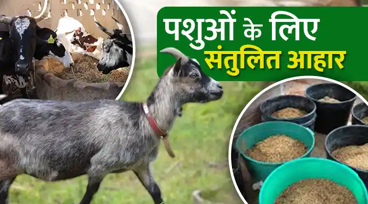 Balanced Diet For Livestock: मवेशियों को संतुलित आहार की क्यों होती है ज़रूरत? पशु शरीर में खनिज तत्व का महत्व
