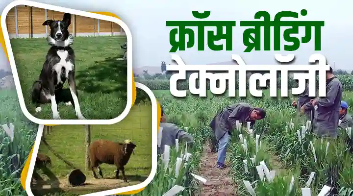 Cross Breeding Technology: वैज्ञानिक क्रांति जो बदल रही है खेती की तस्वीर