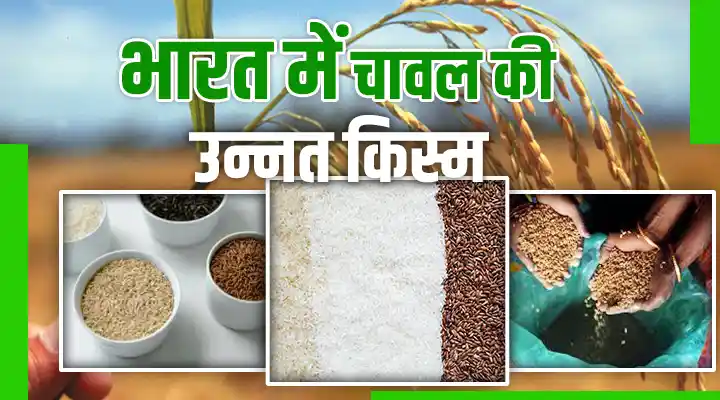 भारत में चावल की उन्नत किस्मों के विकास में प्रमुख संस्थानों का योगदान, किसानों के लिए वरदान