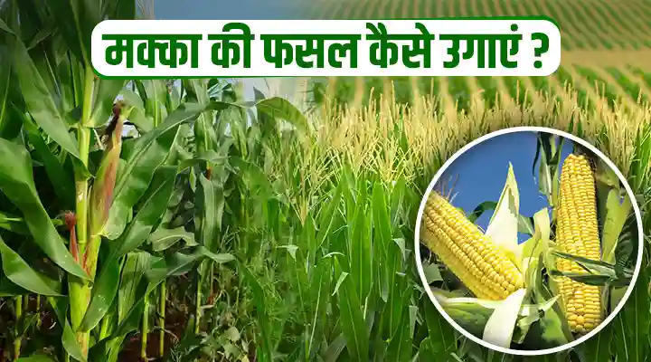 How To Grow Maize Crop? सोने से कम नहीं है मक्का, जानिए इसकी खेती और मुनाफे के राज़