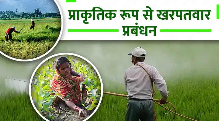Managing Weeds Naturally: सतपुड़ा जलाशय में साल्विनिया मोलेस्टा अटैक को वैज्ञानिकों ने कैसे किया कंट्रोल,जानिए