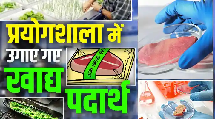Lab Grown Foods : लैब में उगाए गए खाद्य पदार्थों का पारंपरिक किसानों पर क्या असर होगा, इसे कैसे अपनाए?