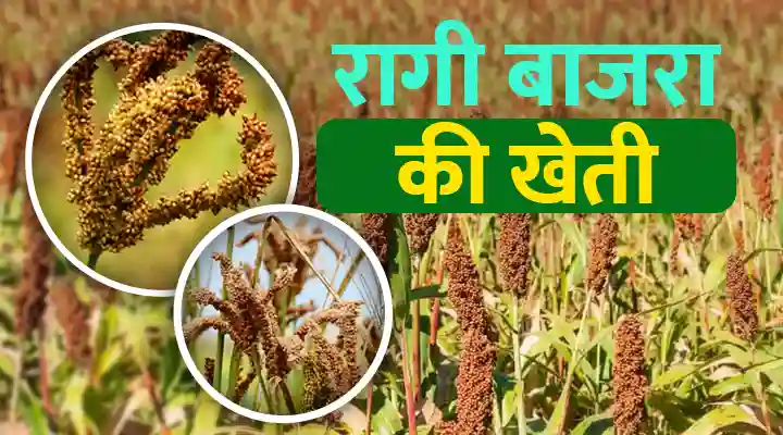 Ragi Millet Farming: कम सिंचाई वाली फसल में ज़्यादा मुनाफा, रागी मिलेट से किसान होंगे मालामाल