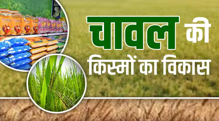चावल की किस्मों का विकास: देश की आर्थिक और सामाजिक संरचना में महत्वपूर्ण भूमिका