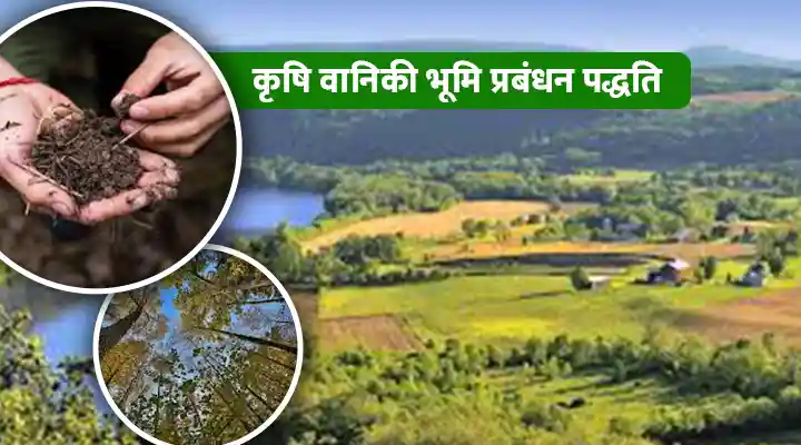कृषि वानिकी : पेड़ों को फसलों के साथ एकीकृत करना जैव विविधता और किसानों की आय बढ़ाती है