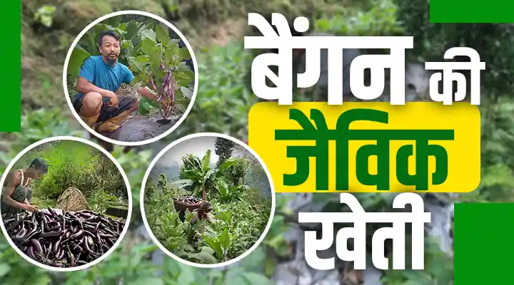 Organic Brinjal Farming बैंगन की जैविक खेती