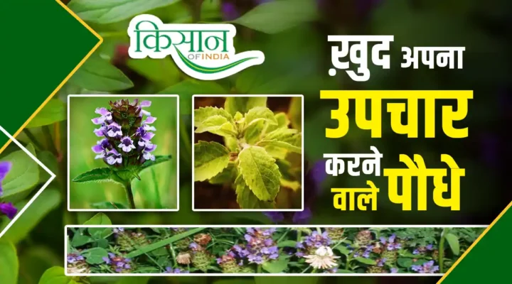 Self Healing Plants ख़ुद अपना उपचार करने वाले पौधे