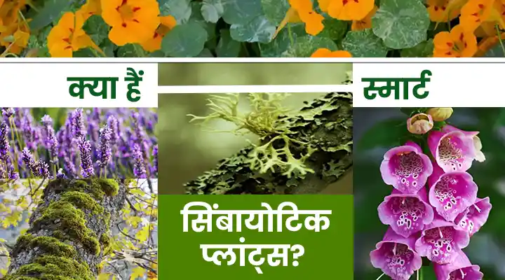 Smart Symbiotic Plants स्मार्ट सिंबायोटिक प्लांट्स