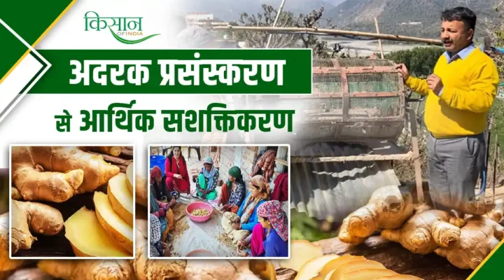Ginger Farming : 8 करोड़ रुपये की कमाई! कलसी ब्लॉक के किसानों की अदरक क्रांति