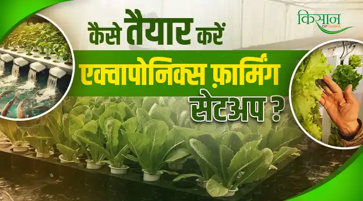 Aquaponics Technology: एक्वापोनिक्स तकनीक क्या है? कैसे तैयार करें एक्वापोनिक्स फार्मिंग सेटअप