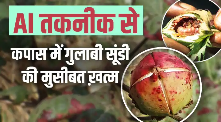 cotton pink bollworms कॉटन पिंक बॉलवर्म