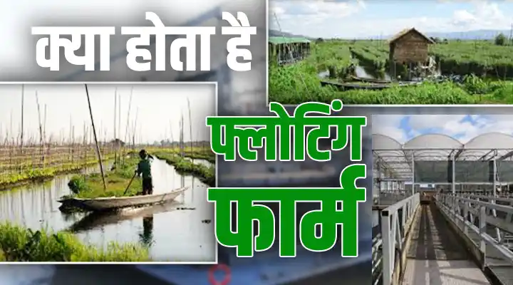 क्या होता है Floating Farm?: फ्लोटिंग फार्म से सस्टेनेबल खेती को बढ़ावा और नई आर्थिक संभावनाएं