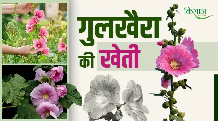 Gulkhaira Farming: गुलखैरा की खेती बना देगी करोड़पति, हाई डिमांड फसल का ऐसे करें बिज़नेस