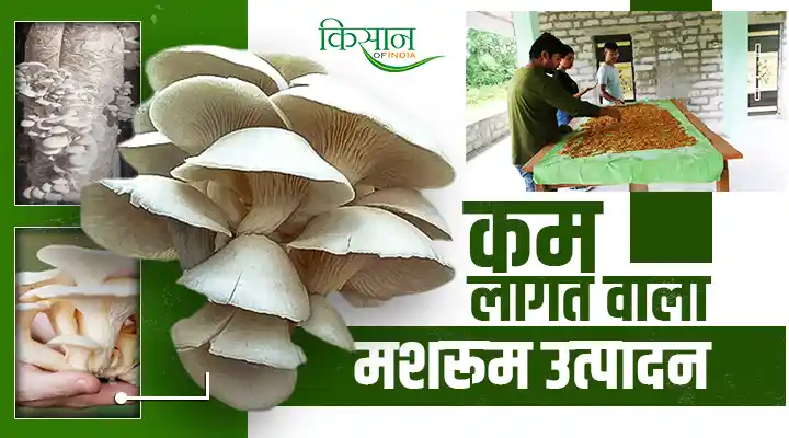 Mushroom Spawn Production: मेघालय के मार्वेन ने कम लागत में किया मशरूम स्पॉन उत्पादन, बने आइकन