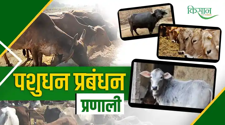 Livestock Management System: किसान अपनाएं पशुधन प्रबंधन की स्मार्ट स्ट्रेटेजी, जानिए मैनेजमेंट टिप्स