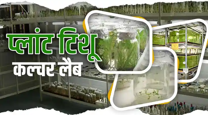 Plant Tissue Culture Lab : आधुनिक विज्ञान और कृषि का शानदार संगम