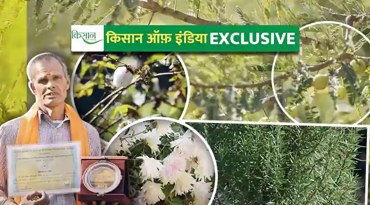 औषधीय पौधों की खेती Cultivation of medicinal plants