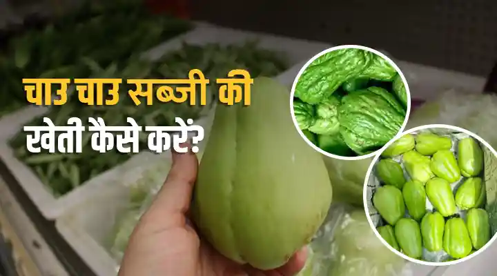 Chow Chow Farming: हजार मर्ज़ की दवा है चाउ चाउ सब्ज़ी, जानिए कैसे करें इसकी खेती