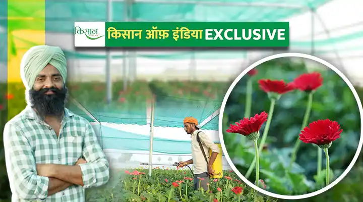 जरबेरा की खेती gerbera cultivation
