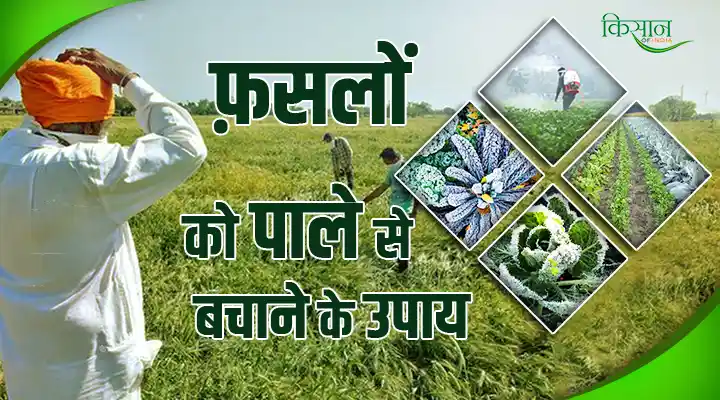 पाले का समाधान Solution to Frost