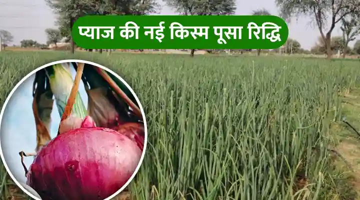 पूसा रिद्धि प्याज Pusa Riddhi Onion Variety