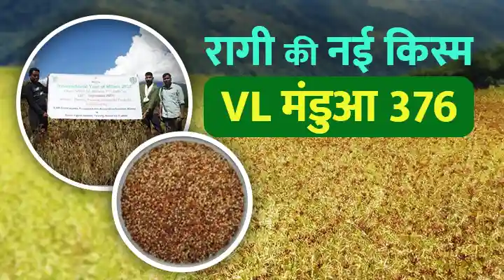 रागी की नई किस्म VL मंडुआ 376 Finger Millet Variety VL Mandua 376