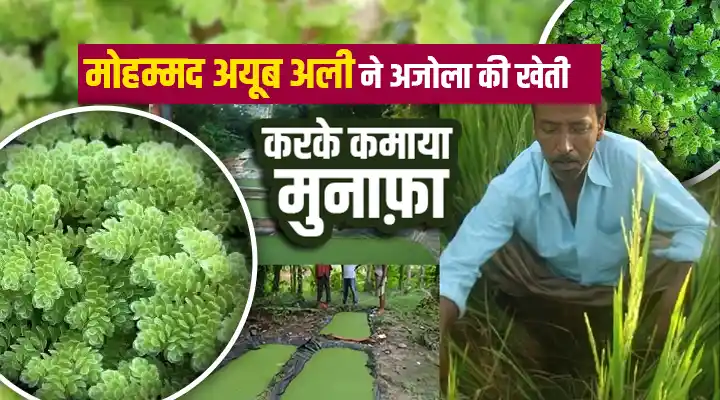 Azolla Cultivation अजोला की खेती