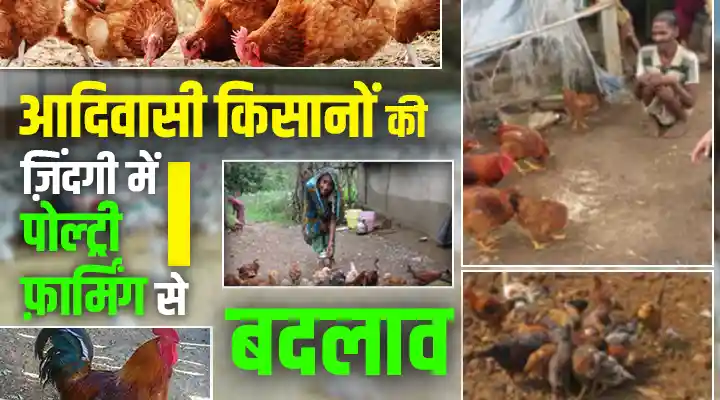 Backyard Poultry Farming बैकयार्ड पोल्ट्री फ़ार्मिंग