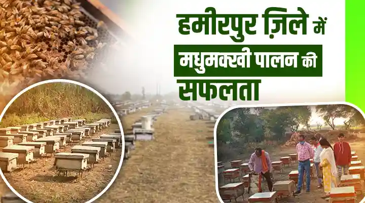 Beekeeping in Hamirpur हमीरपुर में मधुमक्खी पालन