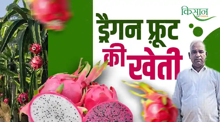 Dragon Fruit Farming ड्रैगन फ़्रूट की खेती